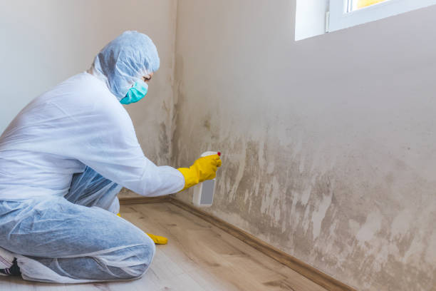Licensed Basement Mold Remediation service in Walkersville, MD - WQB Mold Removal