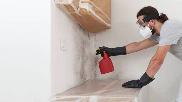 Professional Basement Mold Remediation technician working in Walkersville, MD
