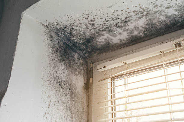 Affordable Basement Mold Remediation solutions in Walkersville, MD